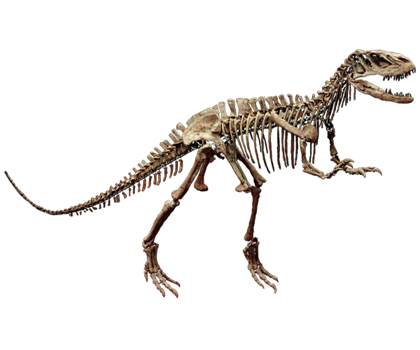 Dinosaur Skeleton